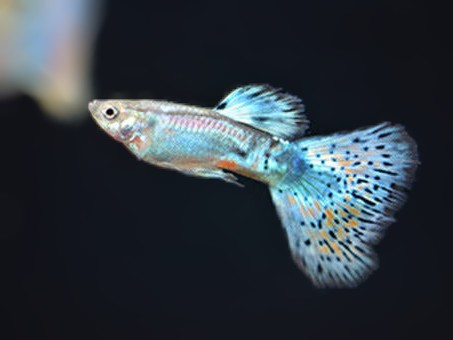 Green grass tail guppy